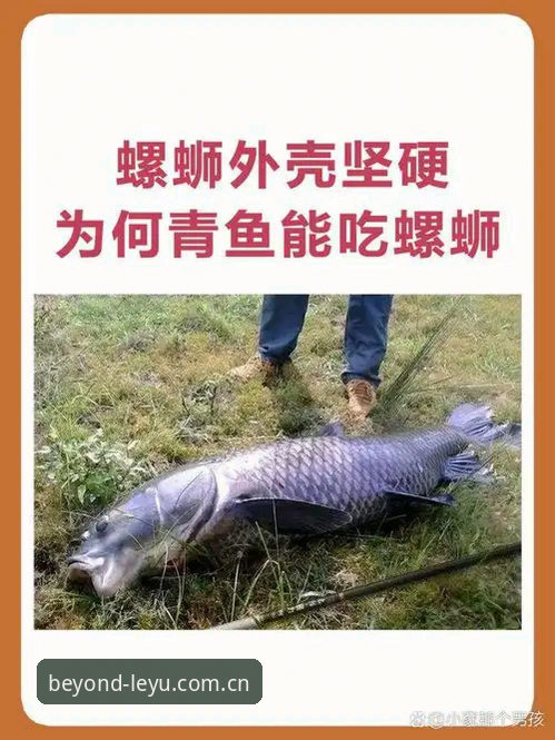 为什么乐鱼9L4X 2026新版能让老玩家直呼“这次终于不装了”？